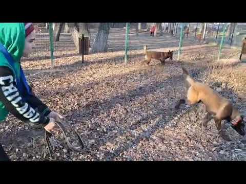 În parc cu câinii!