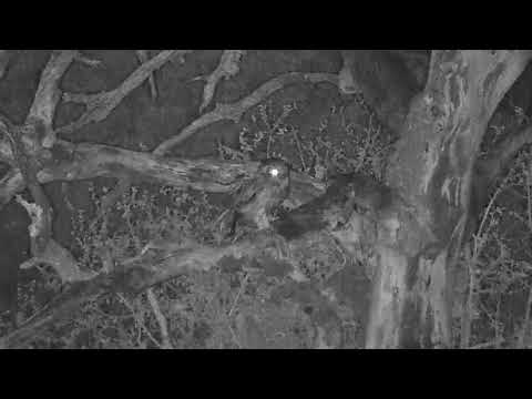 Djuma: Verreaux's Eagle Owl in tree with a snake catch - 01:47 - 10/29/19