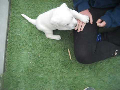 Ziggy at 4 weeks of age
