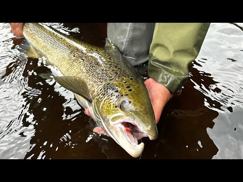 Kungsådran laxfiske Augusti 2025