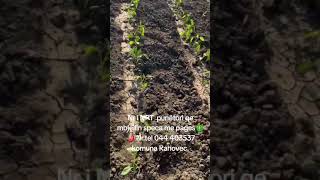 NPT  punëtori qe mbjellin speca me pages Nr.tel 044 403537 komuna Rahovec.