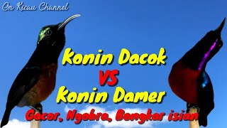 Download lagu Konin Dada Coklat VS Konin Dada Merah (gacor - ngobra - bongkar isian) mp3 Download lagu Konin Dada Coklat VS Konin Dada Merah (gacor - ngobra - bongkar isian) mp3