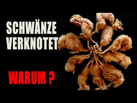 Something strange happens in the world - The Rat King