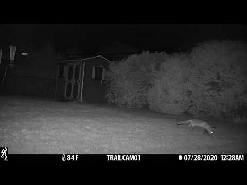 fox sits grooms28JULY2020 1228am