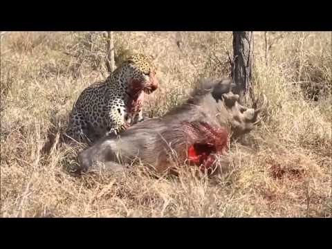 image-Can a cheetah eat a warthog?