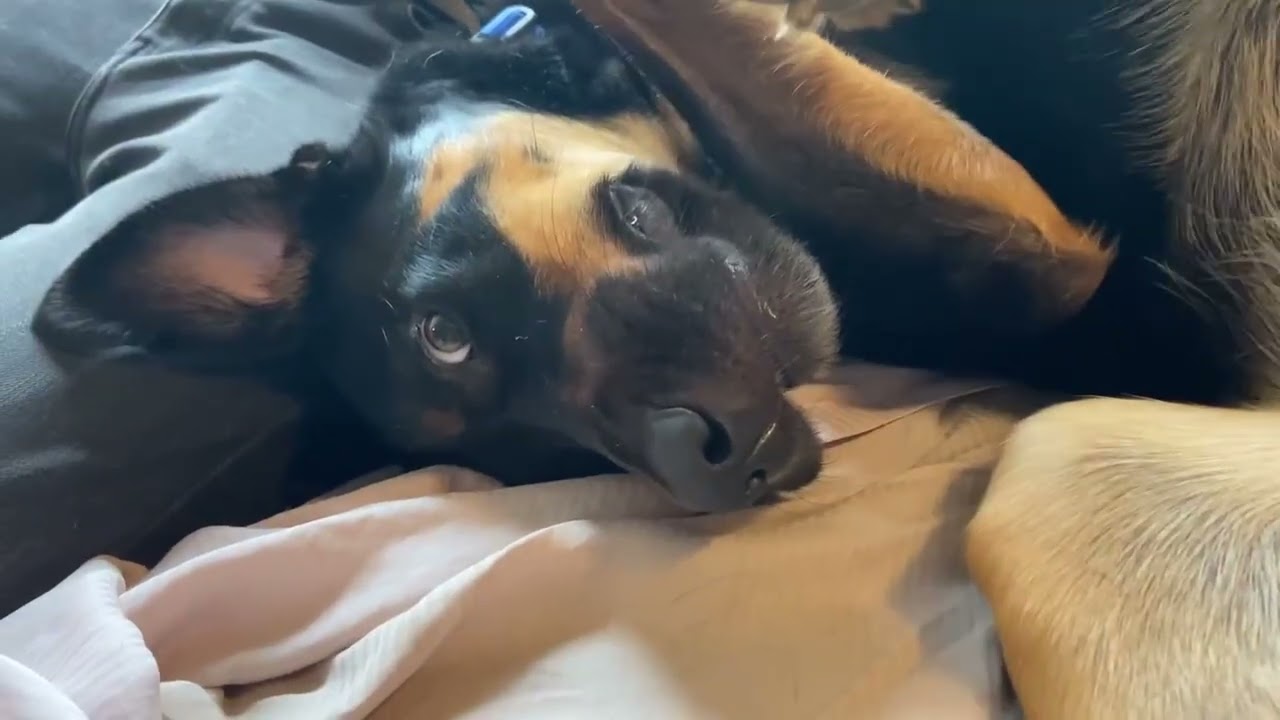 Koa, a Adoptable mixed breed in Woodinville, WA video 6/6
