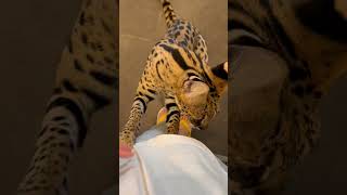 【おはようサーバルシリーズ⑲】