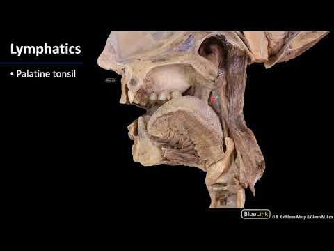 Pterygopalatine Fossa and Palate - Lymphatics