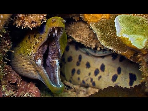 Moray Eel VS A Shark And An Octopus