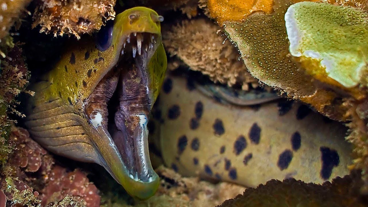 Moray Eel VS A Shark And An Octopus