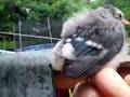 Blue Jay Chick Sweetness