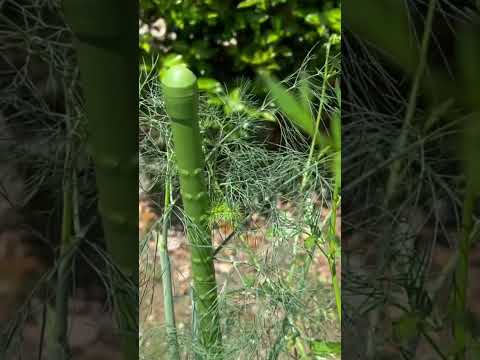 パセリを庭に、または室内の鉢にいつ播くのですか?  庭園