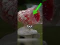 Why snipers avoid headshots