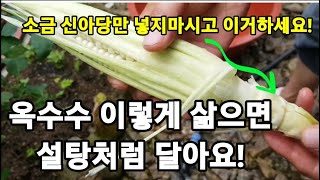 옥수수 꼭! 이때 수확하세요 쫀득하게 설탕처럼 맛있게 삶는꿀팁! #옥수수삶는방법 #옥수수맛있게삶는방법 #옥수…