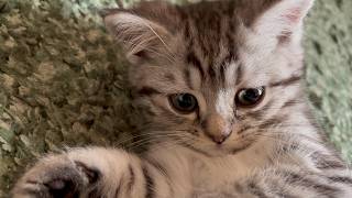 子猫がただ可愛いだけの動画【ミヌエットのコジロウ＃５】
