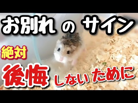 ハムスターが死にかけているかどうかを知る方法