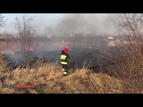 28.02.2019 Oleśnica - pożar nieużytków