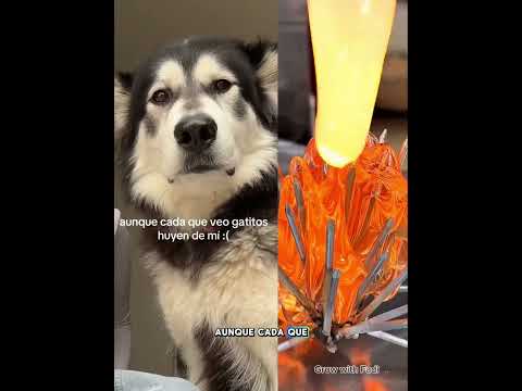 Lily Garcia gato #animales #gatito #lilygarcia myLily Garcia’s Adorable Cat: Moments You Can't Miss!