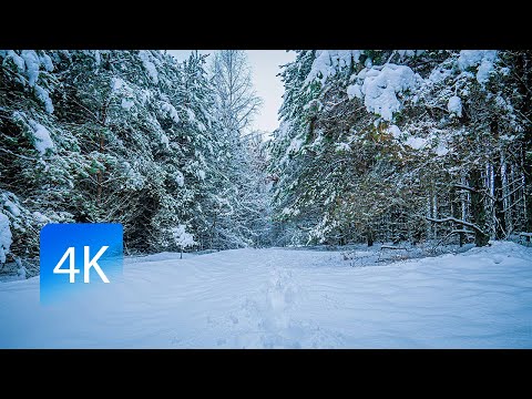 Winter Hike Through Snowy Forest 4K - Relaxing Ambience Snow Sounds