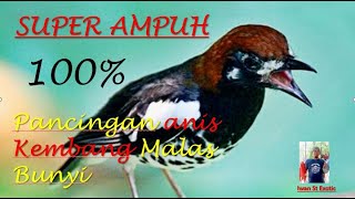 Download lagu Anis kembang ngecit, ngeplong  lanjut ngerol di pagi hari untuk pancingan anis malas bunyi mp3