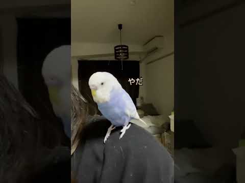 インコを飼いならす方法は？信頼を得る 4 つのヒントとコツ  庭園