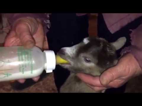 Capretta appena nata