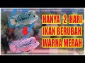 Serbuk Merah Untuk Warna Ikan Hias