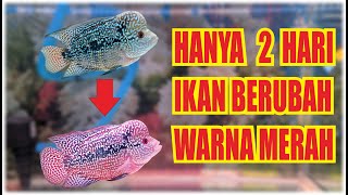 Download lagu HOW TO MAKE A LOUHAN FISH RED || Make flowerhorn color bright mp3