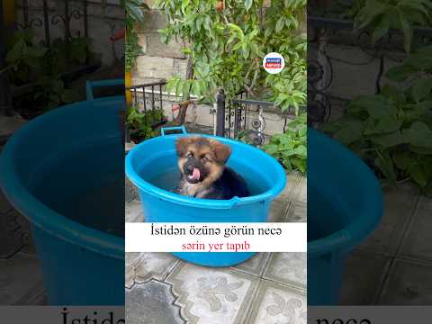 İstidən özünə sərin yer tapıb