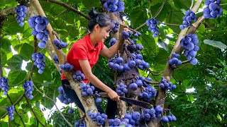 Download lagu Harvest Purple Blue Fruit goes to the market sell | Ella Daily Life mp3