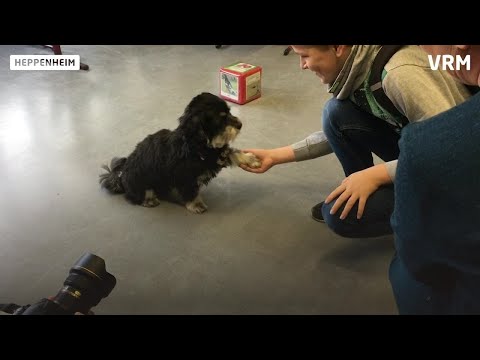 Heppenheim: Ein Hund als Lehrer an der Siegfriedschule