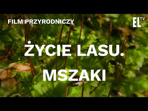 Życie lasu. Mszaki [FILM PRZYRODNICZY]