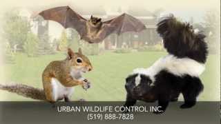 preview picture of video 'Wildlife Control Fergus ON Urban Wildlife Control Inc.'