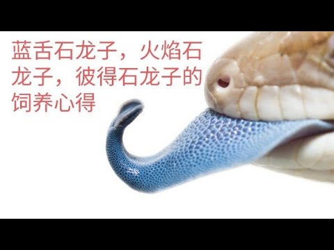 火焰石龍子飼養