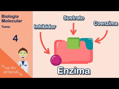What are enzymes and how do they work?