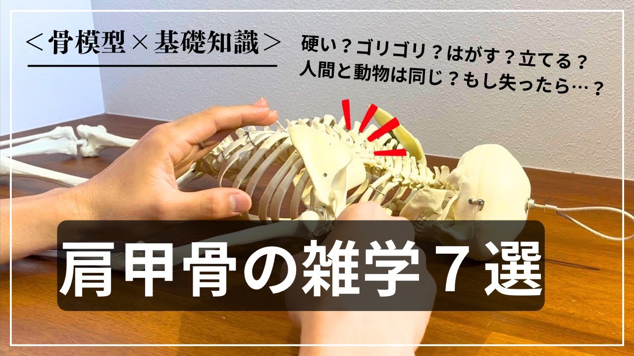 【肩甲骨の雑学７選】肩甲骨にまつわる知識が一気に高まる動画まとめ