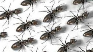 How To Get Rid of Ants in Your Garden Organically