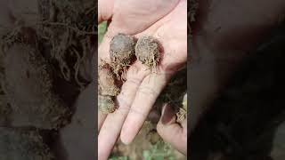 Download lagu Kentang jembut ini bisa tumbuh di Kalimantan lo... mp3 Download lagu Kentang jembut ini bisa tumbuh di Kalimantan lo... mp3