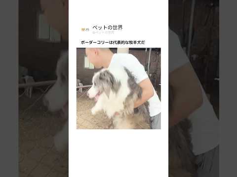 ボーダーコリーは代表的な牧羊犬だ