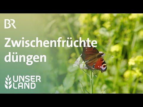 Zwischenfrüchte düngen | Unser Land | BR Fernsehen