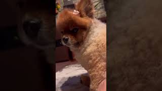 リボンが邪魔なようです #shorts #ショート動画 #ポメラニアン #元保護犬 #癒し #元気になる動画 #pomeranian #cute #トリミング後 #リボン #シニア犬 #かわいい犬