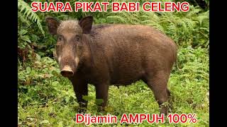Download lagu Suara pikat babi hutan, sekali bunyi, babi hutannya langsung datang 100% ampuh mp3