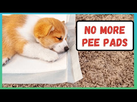Teach Your Dog to Stop Using Pee Pads | Potty Training a Puppy or Dog Quickly