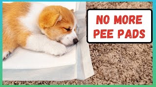 Teach Your Dog to Stop Using Pee Pads | Potty Training a Puppy or Dog Quickly