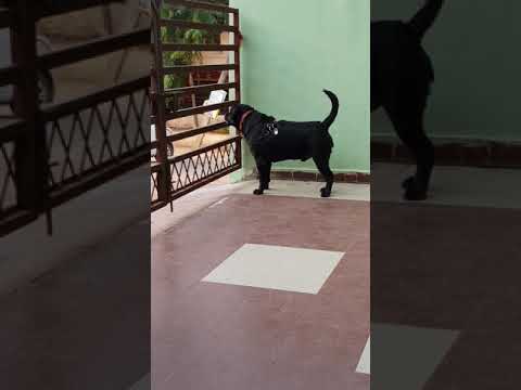 Mating Season:My Labrador got angry and fights with street dogs