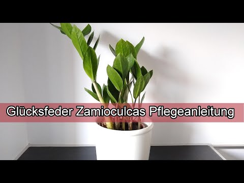 Glücksfeder Zamioculcas Pflegeanleitung – Glücksfeder Zamiifolia pflegen - Gießen Standort Vermehren