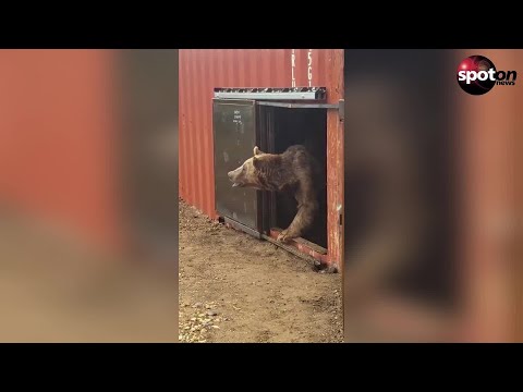 From Azerbaijan to the Isle of Wight: Bears get a new life