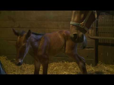 Usta Online Foal Registration