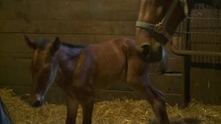 USTA Online Foal Registration