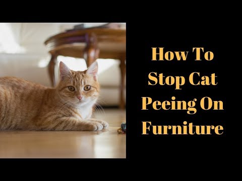 How To Stop Cat Peeing On Furniture - 3 Methods To Stop It